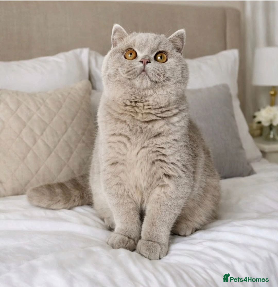 British Shorthair cats **Due in 1 week** Champion 🏆 chocolate & lilac - Advert 5