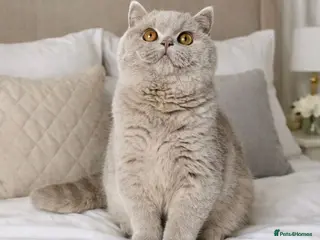 British Shorthair cats **Due in 1 week** Champion 🏆 chocolate & lilac - Advert 10