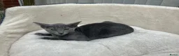 Siamese cats for sale: X5 female siamese/oriental kittens Ready to leave. - Advert 5