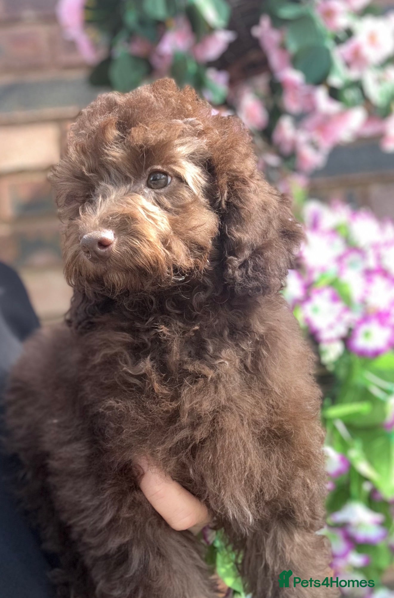 Miniature Poodle dogs 🩷💜Stunning Chocolate Mini Poodle Girls💛💜 - Advert 1