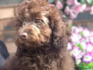 Miniature Poodle dogs 🩷💜Stunning Chocolate Mini Poodle Girls💛💜 - Advert 1