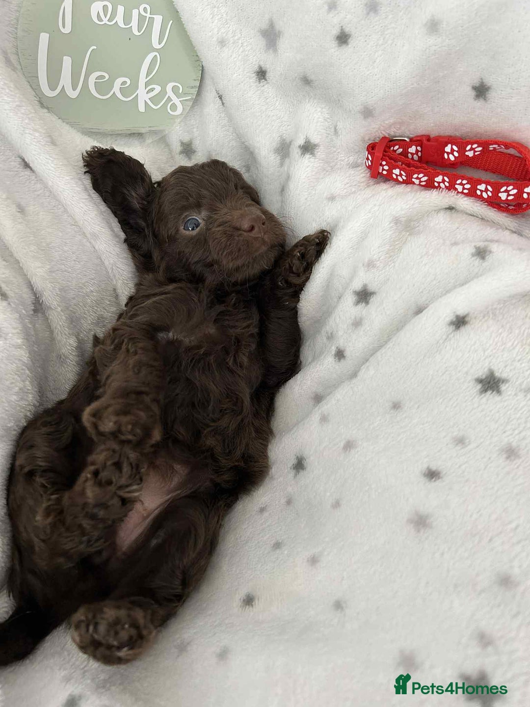 Cockapoo dogs for sale: Toy Cockapoo f1b ready 17th oct - Image 3