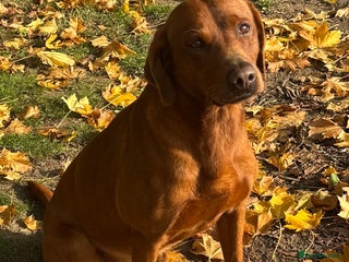 Labrador Retriever dogs Stunning Dark Red KC Reg Labrador - Advert 15