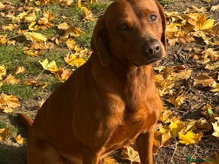 Labrador Retriever dogs Stunning Dark Red KC Reg Labrador - Advert 15