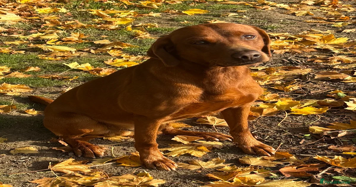 Stunning Dark Red KC Reg Labrador for stud in March | Pets4Homes