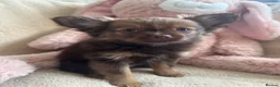 Pomeranian dogs for sale: Pomeranian  - Advert 10