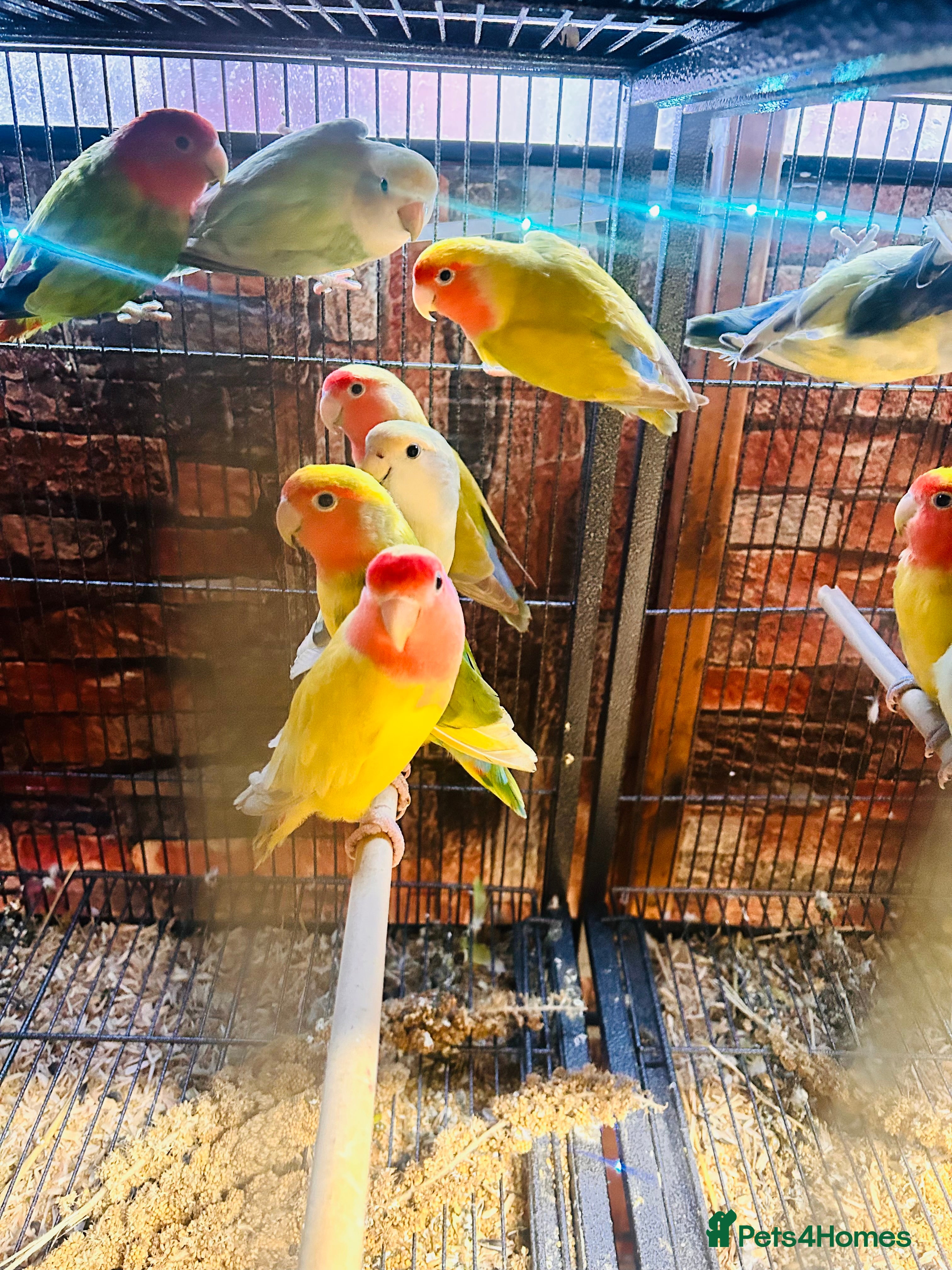 Lovebirds birds Various peachface lovebirds for sale  - Advert 3