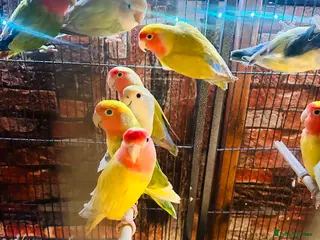 Lovebirds birds Various peachface lovebirds for sale - Advert 3