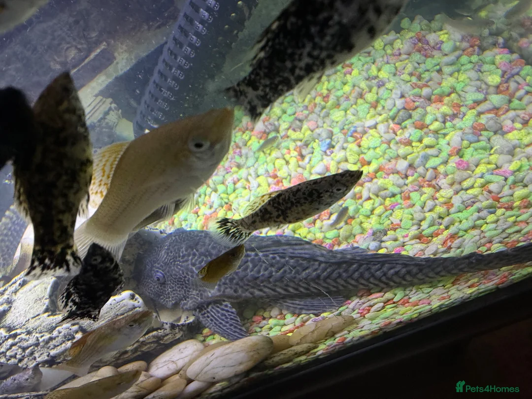 Catfish fish for sale: Common Pleco 28cm Fish Ready For New Large Tank - Advert 3