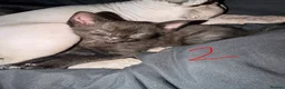 Mixed Breed cats for sale: Sphynx Mix Kittens  in Colchester - Advert 4