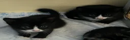 Mixed Breed cats for sale: Tuxedos in Portsmouth - Advert 8