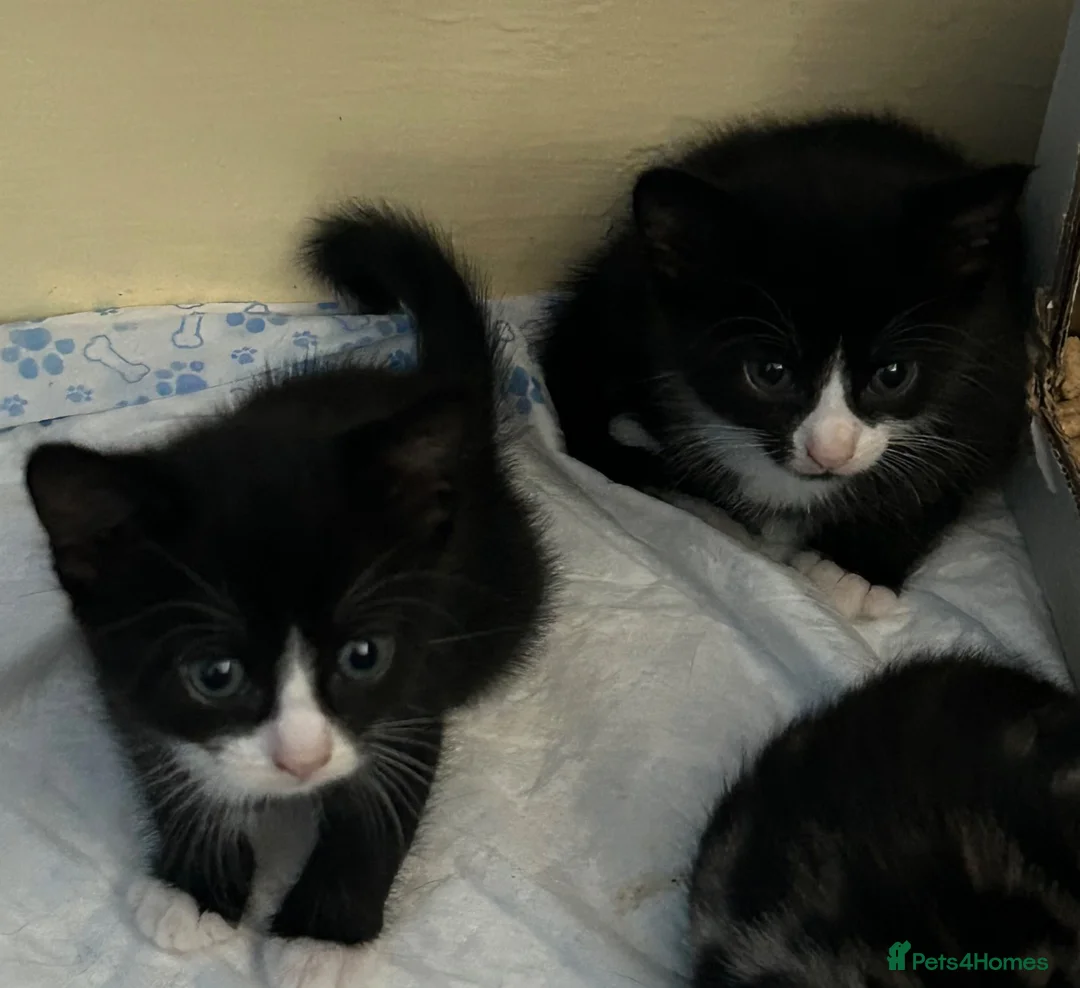 Mixed Breed cats for sale: Tuxedos in Portsmouth - Advert 8