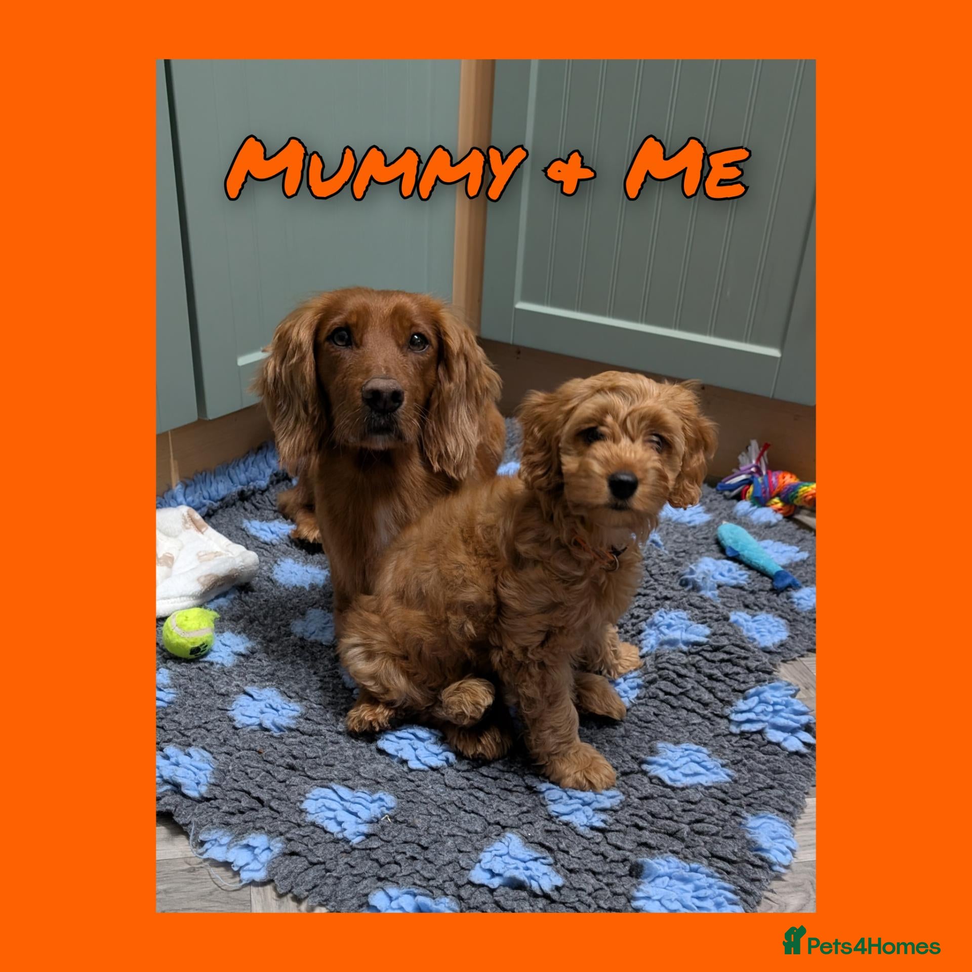 Cockapoo dogs for sale: LAST GIRL LEFT 1 x Red Cockapoo Girl For Sale - Advert 1