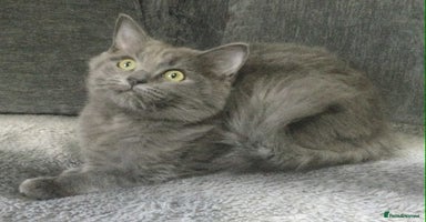 Maine Coon cats - Advert 4