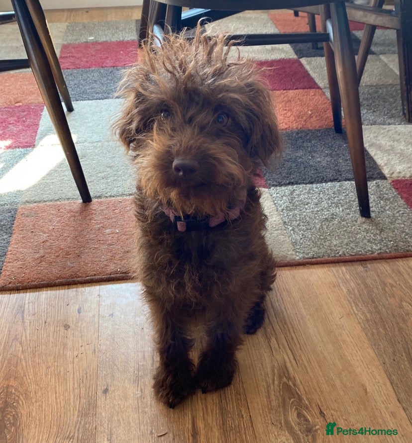 Mixed Breed dogs Gorgeous Lakeland x Toy Poodle Puppies - Advert 1