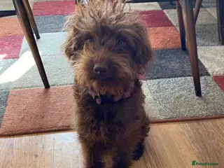 Mixed Breed dogs Gorgeous Lakeland x Toy Poodle Puppies - Advert 1