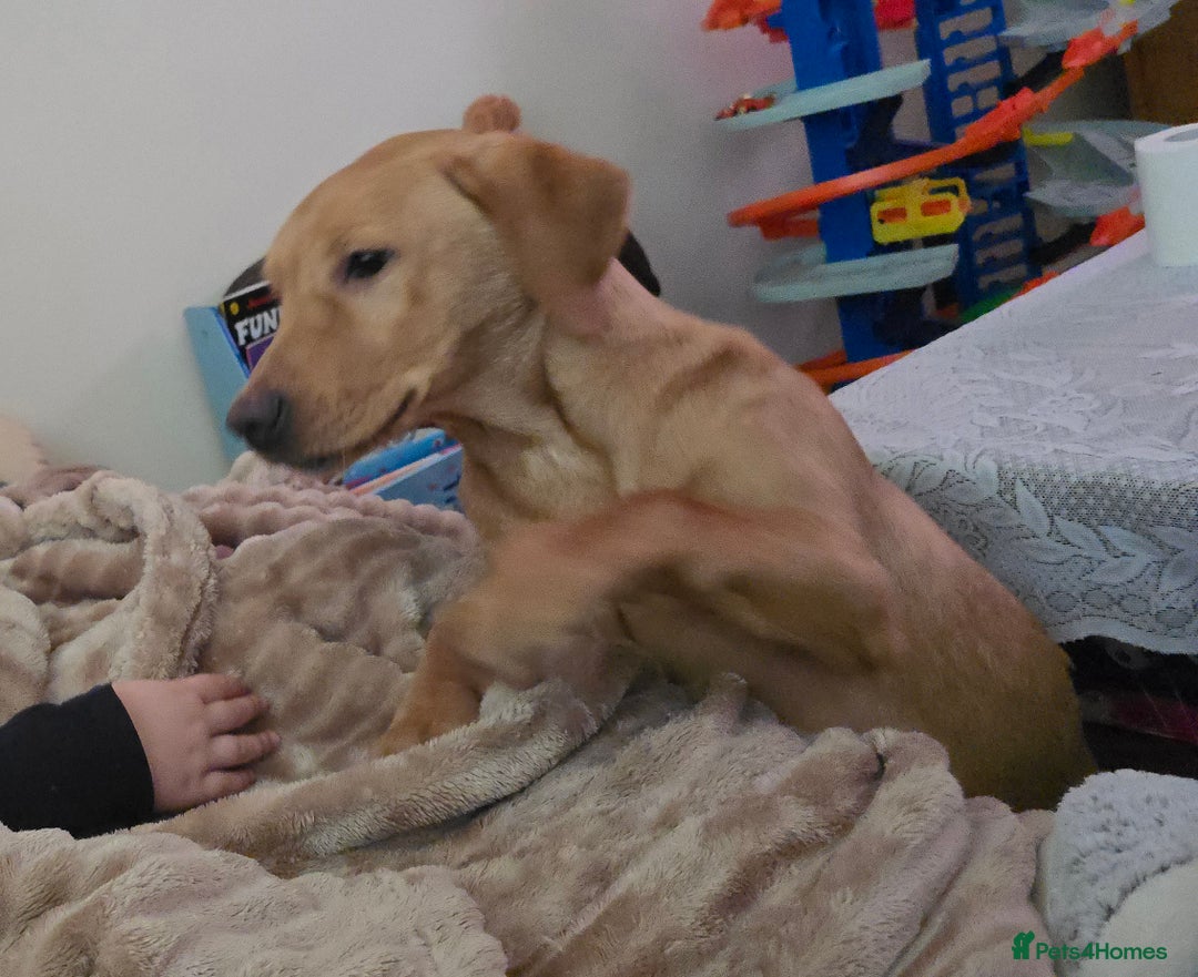 Labrador Retriever dogs for sale:  Wonderful KC registered Fox Red Labrador Puppy - Advert 15