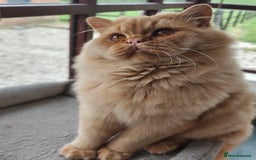 British Longhair cats for stud: Proven red British Longhair boy GCCF  - Image 2