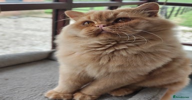 British Longhair cats - Advert 4