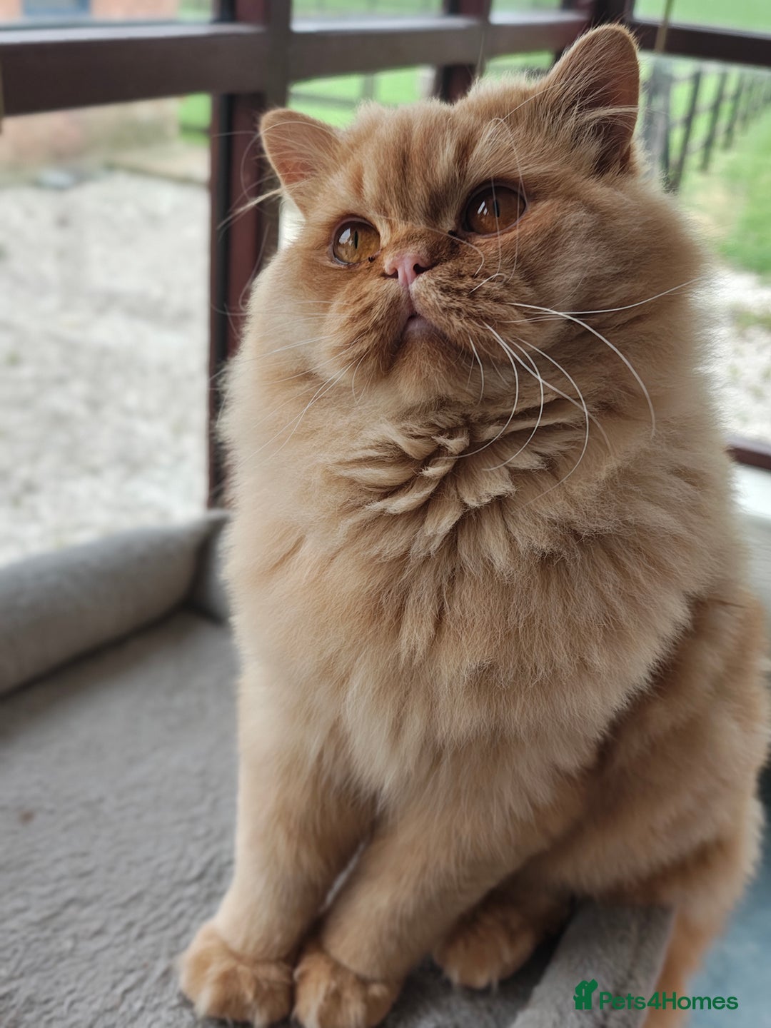 British Longhair cats for stud: Proven red British Longhair boy GCCF  - Image 2