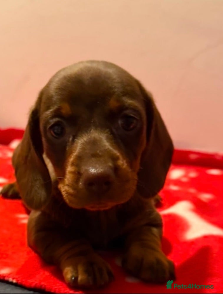 Miniature Dachshund dogs  Long and short coat miniature dachshund pup - Advert 5
