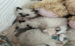 Ragdoll cats for sale: Seal Mitted Ragdoll babies, 4 girls 1 boy - Image 22