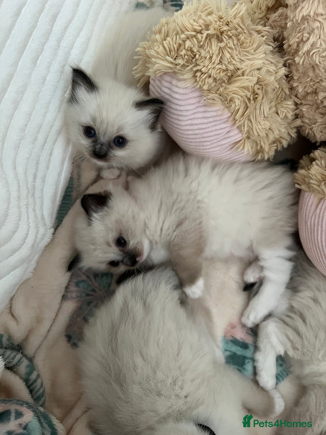 Ragdoll cats for sale: Seal Mitted Ragdoll babies, 4 girls 1 boy - Image 22