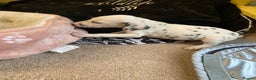 Dalmatian dogs for sale: Dalmation puppies  - Advert 4