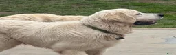 Golden Retriever dogs for sale: KC reg fully health tested 1 year old male  - Advert 7