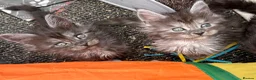Maine Coon cats for sale: Maine coon solid black/ silver tabby  - Advert 3