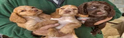 Cocker Spaniel dogs for sale: 3 cocker spaniel puppies - Advert 3