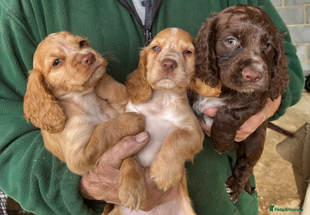 Cocker Spaniel dogs for sale: 3 cocker spaniel puppies - Advert 3