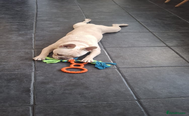 French Bulldog dogs - Advert 14
