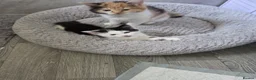 Mixed Breed cats for sale: Beautiful litter of 4 mixed sex in Ashbourne - Advert 6