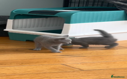 Russian Blue cats for sale: Adorable pure silver Russian blue kittens for sale - Image 4