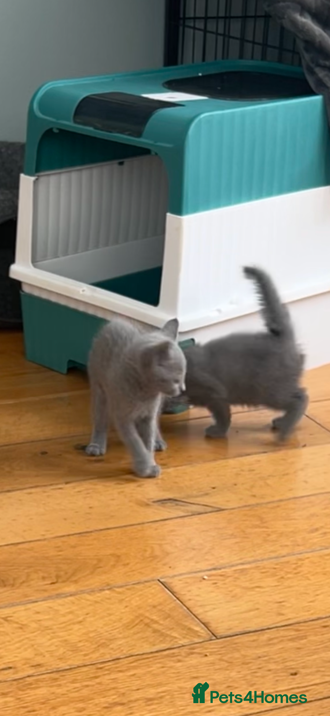 Russian Blue cats for sale: Adorable pure silver Russian blue kittens for sale - Image 4