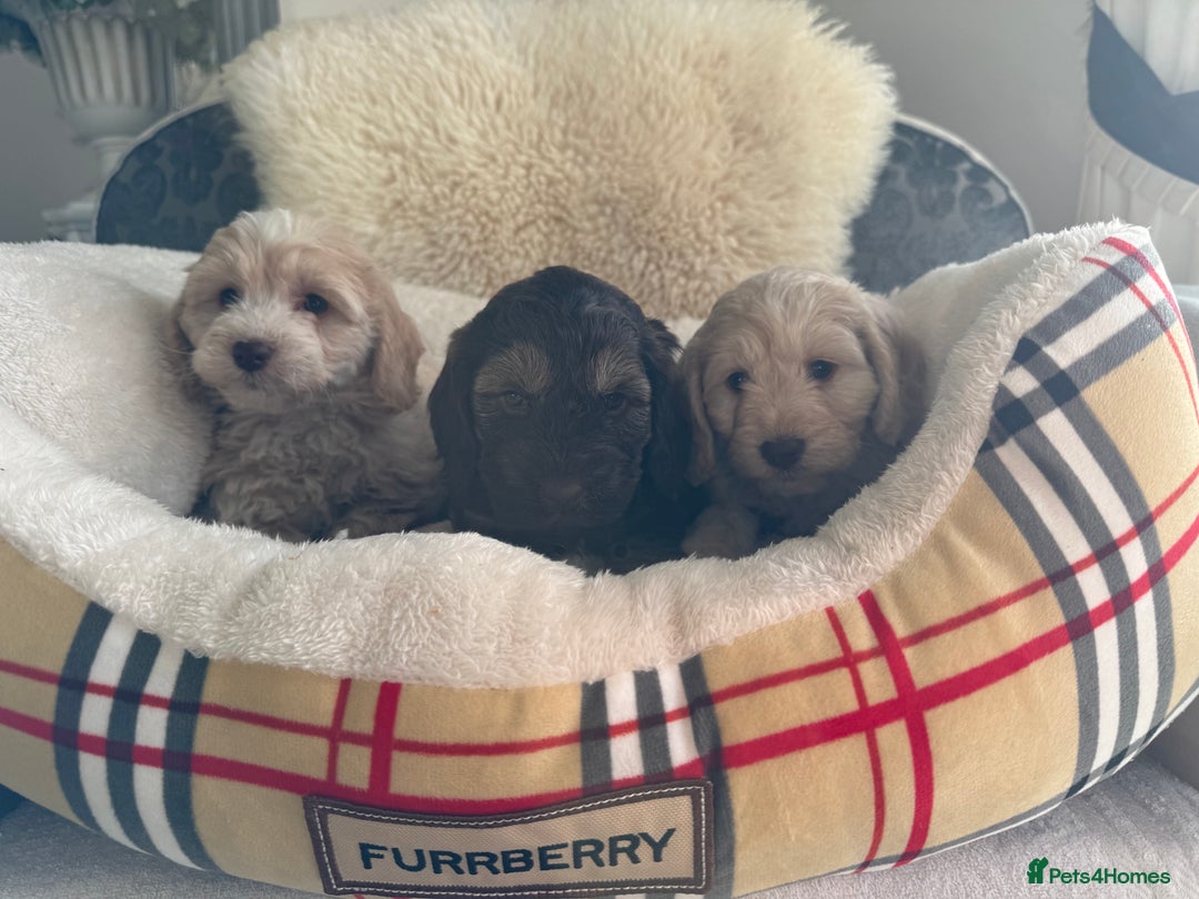 Cockapoo dogs for sale: Cocker poo puppies for sale  - Advert 11