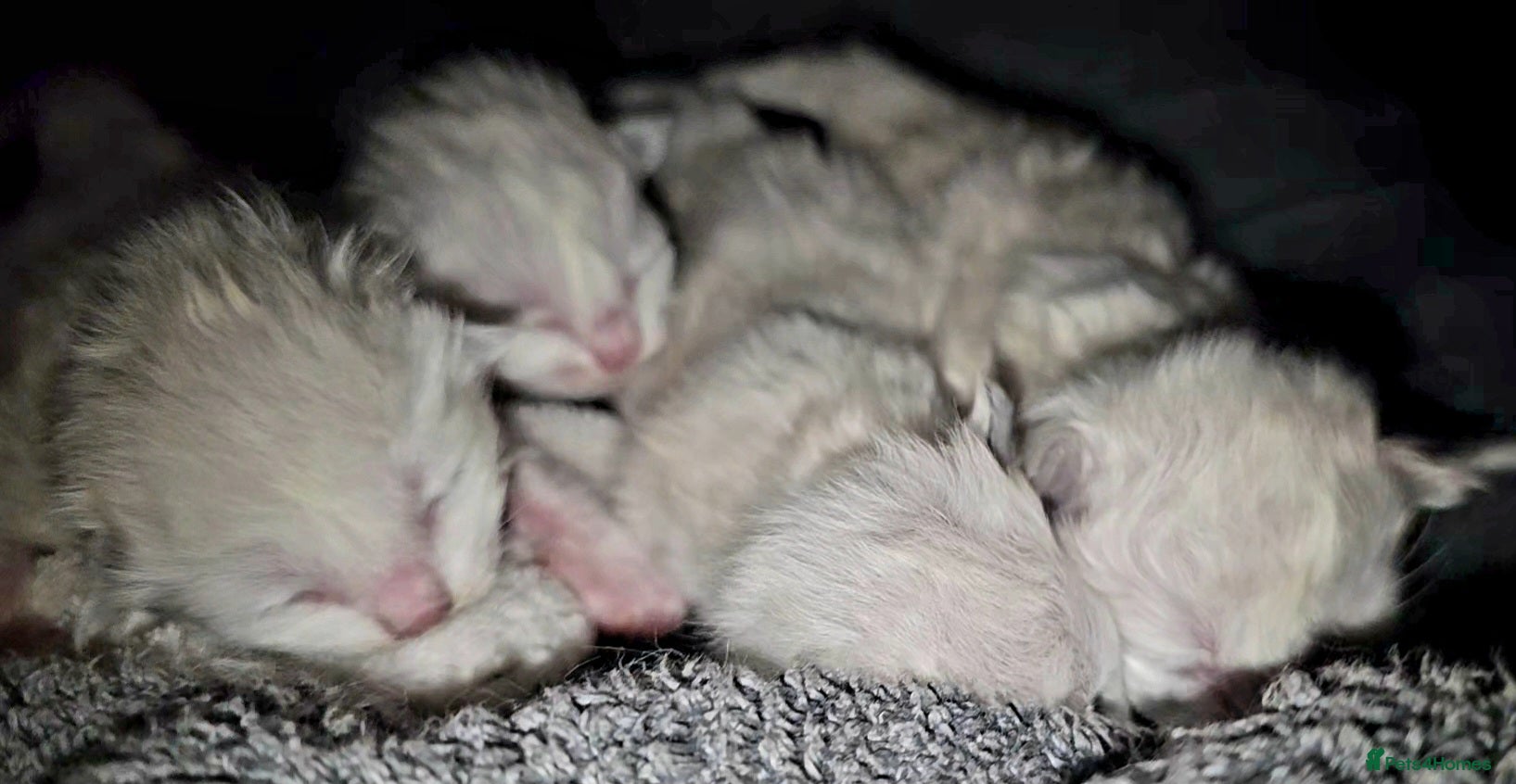 Ragdoll cats for sale: Pure Ragdoll kittens! - Advert 10
