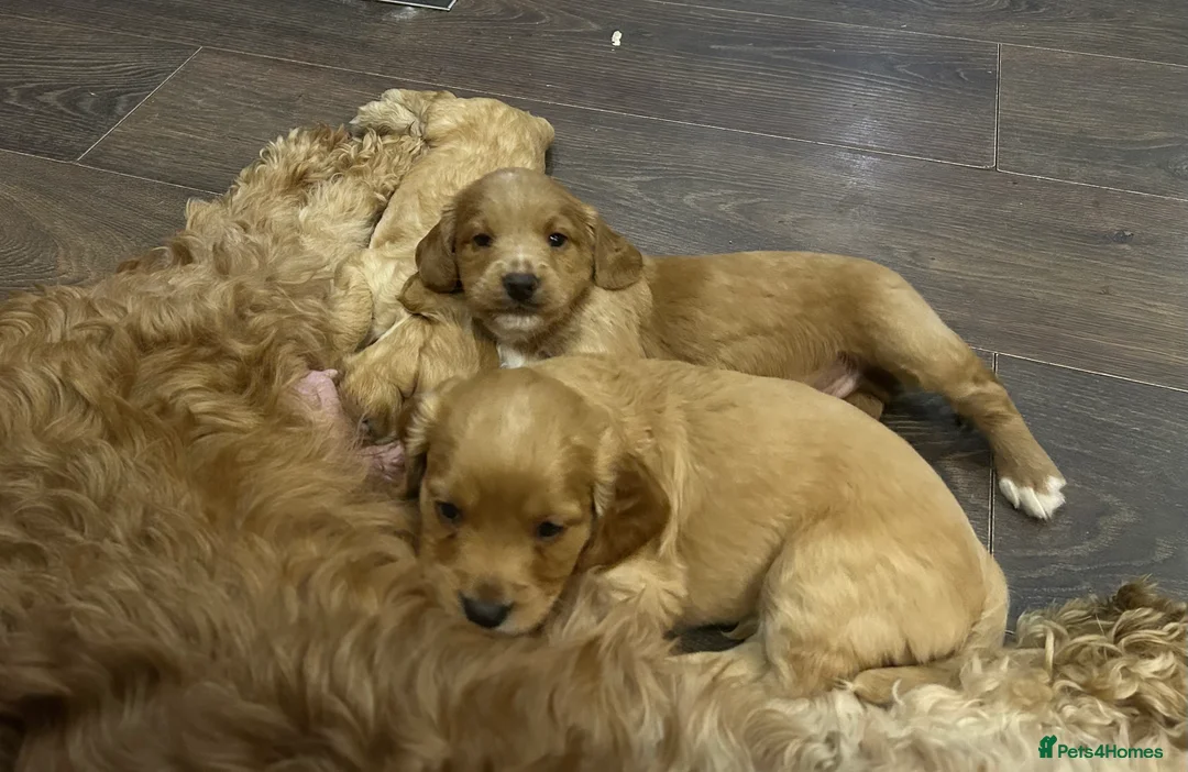 Cockapoo dogs for sale: Cockapoo puppy red male - Advert 19