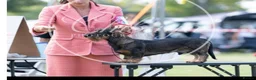 Dachshund dogs for sale: Wirehaired Dachshund Puppies (STD) - Advert 3