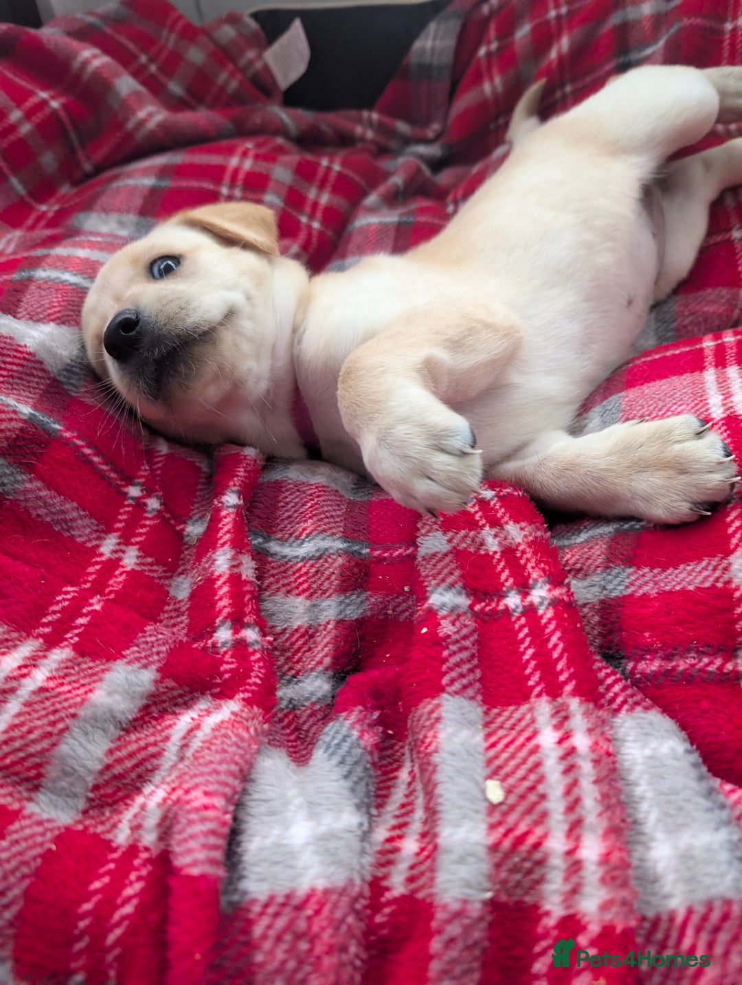 Labrador Retriever dogs for sale: Beautiful Labrador puppys  - Image 25