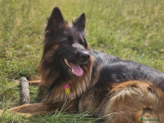 German Shepherd dogs KC registered long haired German Shepherd puppies - Advert 1