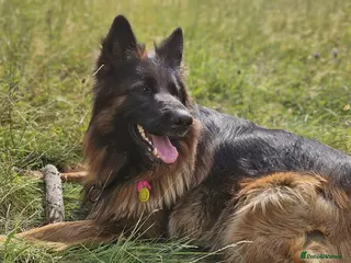 German Shepherd dogs KC registered long haired German Shepherd puppies - Advert 9