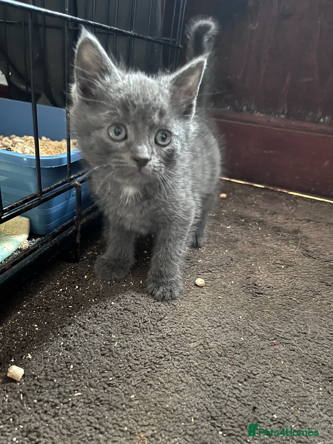 Mixed Breed cats for sale: Three beautiful 3/4 exotic kittens  - Advert 2