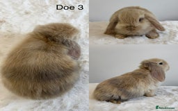 Mini Lop rabbits for sale: Purebred Harlequin Mini Lops - Image 3