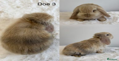 Mini Lop rabbits - Advert 7