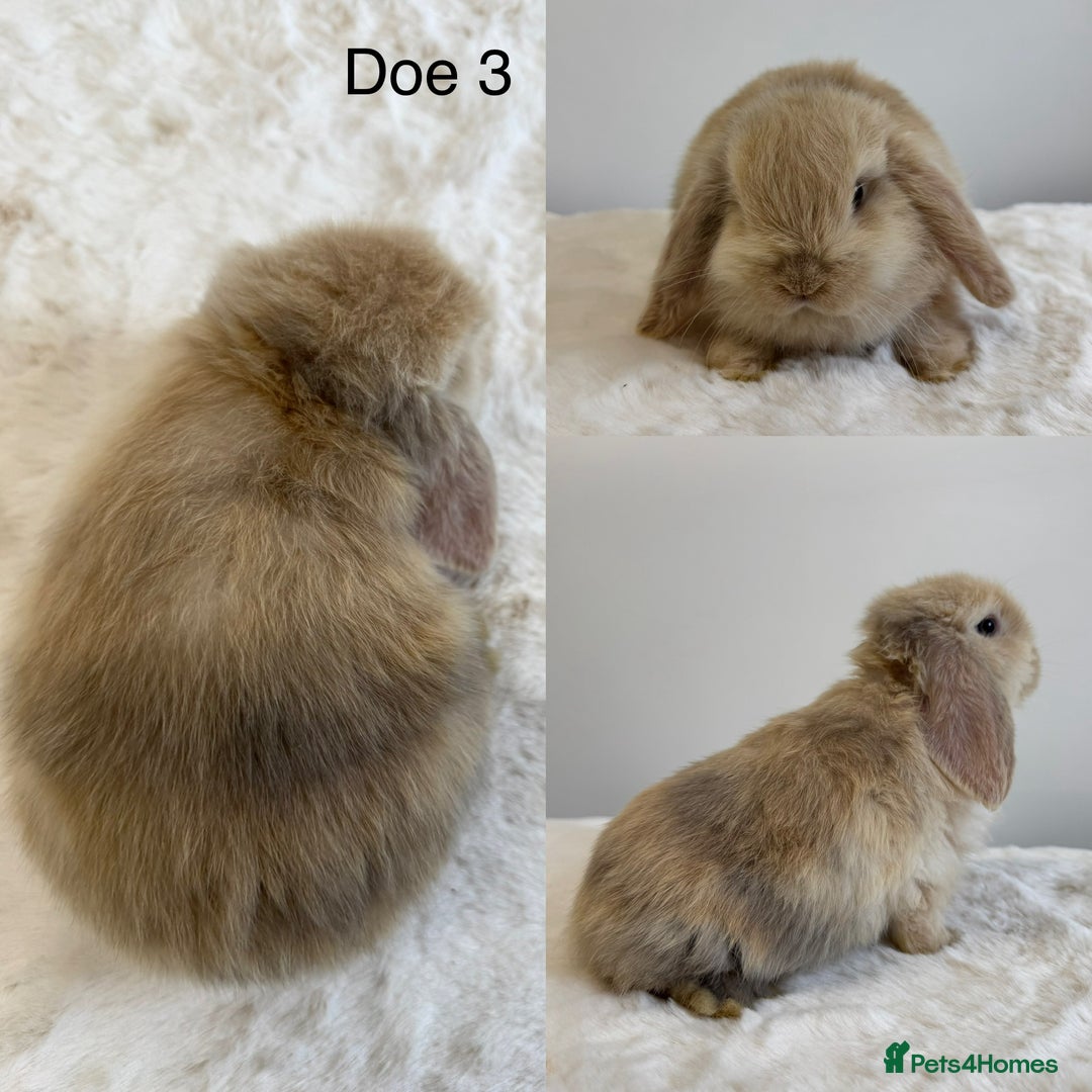 Mini Lop rabbits for sale: Purebred Harlequin Mini Lops - Image 3