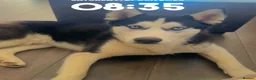 Siberian Husky dogs for sale: 🐾Sky  -looking for a loving home 🐾 - Advert 6
