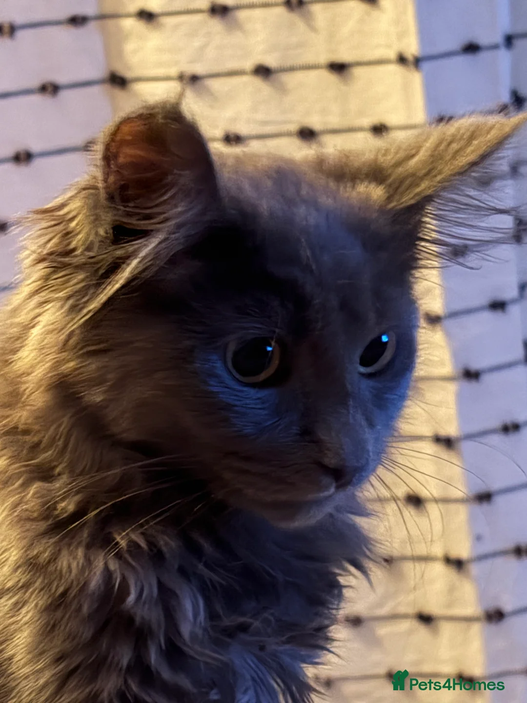 Mixed Breed cats for sale: Maine coon cross kitten - Blue male  - Advert 5