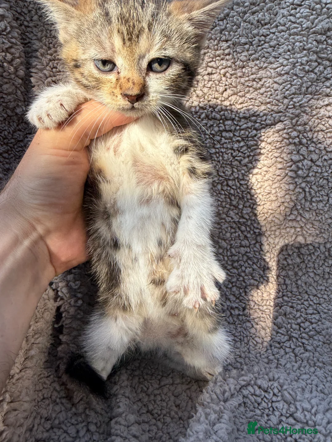 Bengal cats for sale: Bengal cross kittens  - Advert 8
